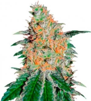 CBD Jam.jpg CBD Jam.jpg