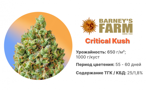 Critical Kush