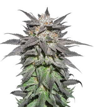 1705329292285.png 1705329292285.png