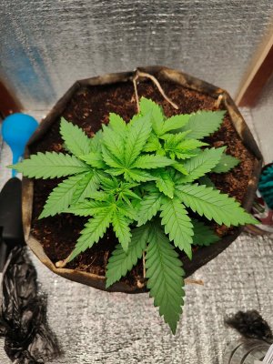 Горилла до.jpeg