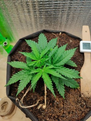 Джонни до.jpeg