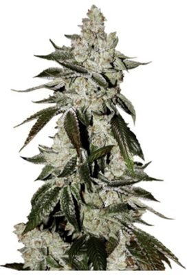 1705498777543.png 1705498777543.png