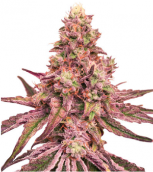 1705498882760.png 1705498882760.png