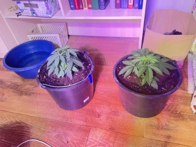 6dcf642c-86f3-4ac7-b696-02977d00547d.jpg 6dcf642c-86f3-4ac7-b696-02977d00547d.jpg