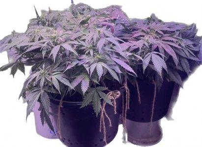 5278418878689459878.jpeg 5278418878689459878.jpeg