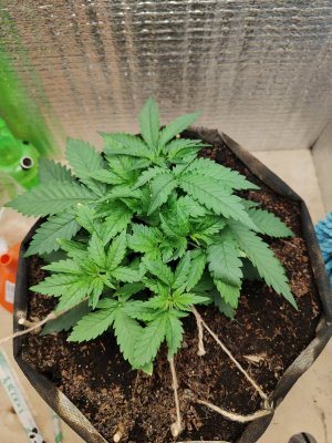 Горилла до.jpg