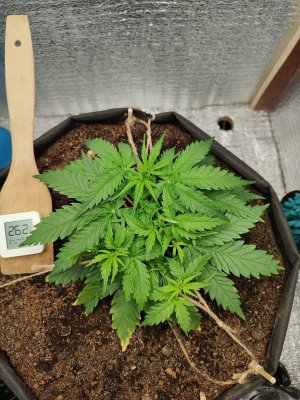 Джонни до.jpg