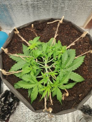 Джонни после.jpg