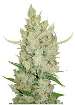 1705576926235.png 1705576926235.png