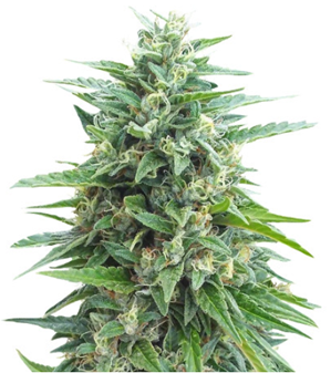 1705576935451.png 1705576935451.png