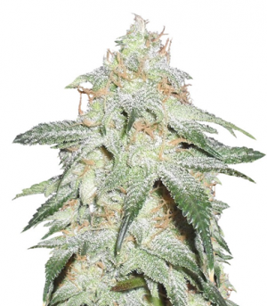 1705576939476.png 1705576939476.png