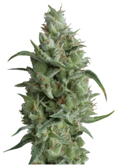 1705644722096.png 1705644722096.png