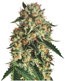 1705644726512.png 1705644726512.png