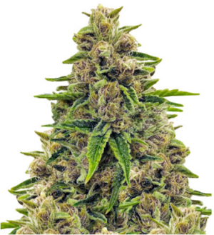 1705644745148.png 1705644745148.png