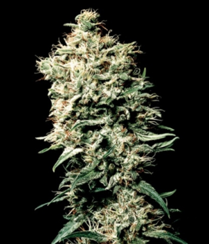 1705648817402.png 1705648817402.png