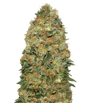 1705648833490.png 1705648833490.png