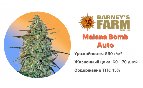 Malana Bomb Auto