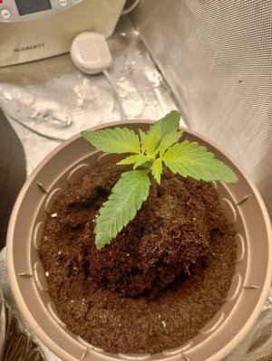 IMG_20240122_004257.jpg IMG_20240122_004257.jpg