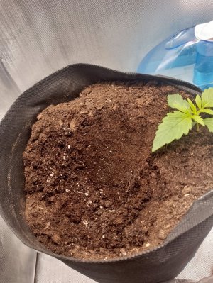 IMG_20240122_004249.jpg IMG_20240122_004249.jpg