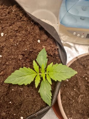 IMG_20240122_005259.jpg IMG_20240122_005259.jpg