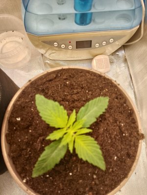 IMG_20240122_005255.jpg IMG_20240122_005255.jpg