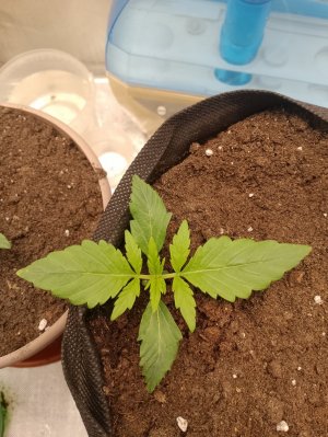 IMG_20240122_091715.jpg IMG_20240122_091715.jpg