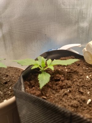 IMG_20240122_091724.jpg IMG_20240122_091724.jpg