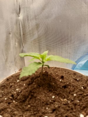 IMG_20240122_091735.jpg IMG_20240122_091735.jpg