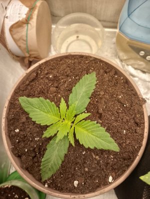 IMG_20240122_091741.jpg IMG_20240122_091741.jpg