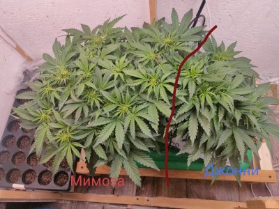 IMG_20240123_225310.jpg IMG_20240123_225310.jpg