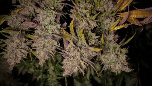 sm_9e1246559f360cf6b0465ff9c464f913.jpg sm_9e1246559f360cf6b0465ff9c464f913.jpg