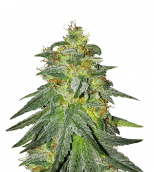 1706124163486.png 1706124163486.png