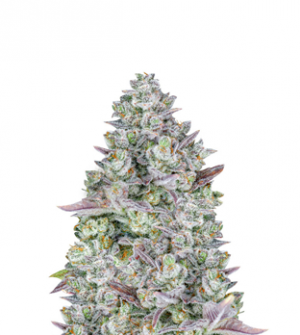 1706124177002.png 1706124177002.png