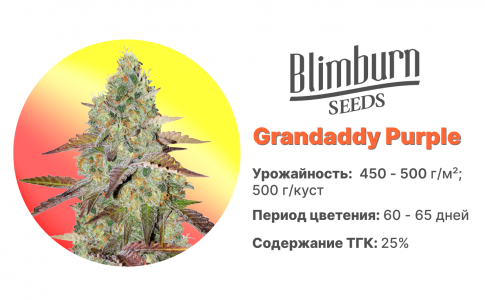 Grandaddy Purple