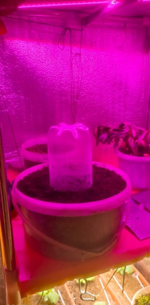 PSX_20240126_215832.jpg PSX_20240126_215832.jpg