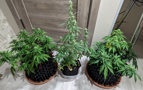 1706378590470.png 1706378590470.png