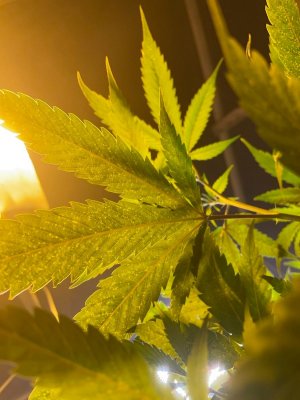 Трабл первого растения 2.jpeg