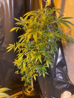 Растение 2.jpeg