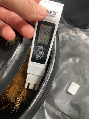 Замеряшки растение 4.jpeg