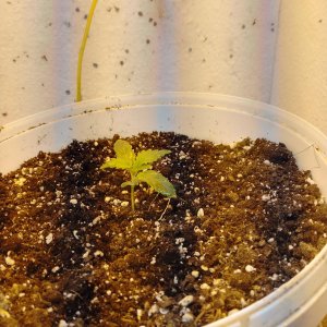 IMG_20240203_101020_785.jpg IMG_20240203_101020_785.jpg