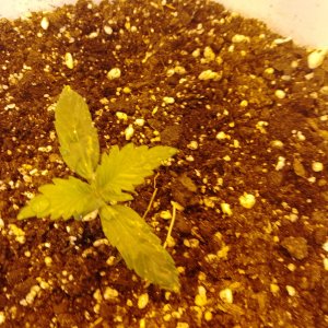 IMG_20240203_101030_800.jpg IMG_20240203_101030_800.jpg