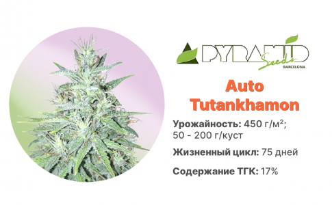Auto Tutankhamon