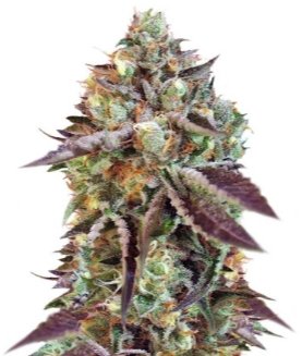 Sweet Nurse Auto CBD.jpg Sweet Nurse Auto CBD.jpg