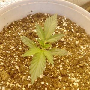 IMG_20240207_103350_864.jpg IMG_20240207_103350_864.jpg