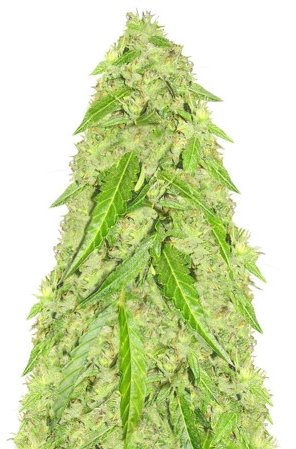 devothcka.jpg devothcka.jpg