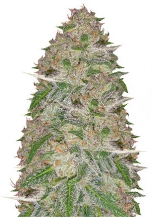 doctors choice.jpg doctors choice.jpg