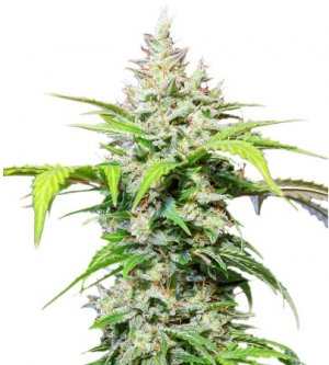 dc cure.jpg dc cure.jpg