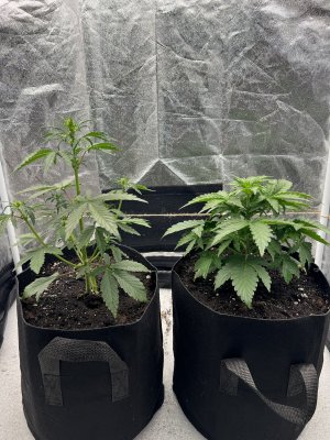 IMG_7879.jpeg IMG_7879.jpeg