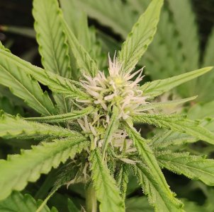 Горилла первые трихомы.jpg