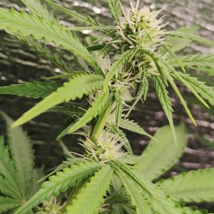 Горилла цветы.jpg